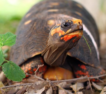 wem-marine-life-animals-red-footed-tortoise.jpeg