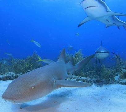wem-marine-life-animals-nurse-shark.jpeg