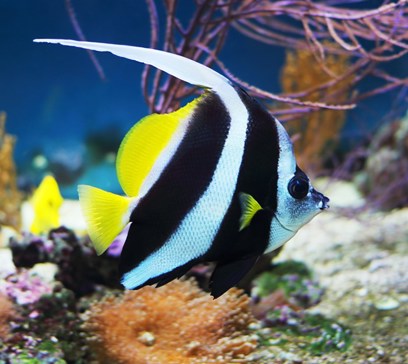 wem-marine-life-animals-black-and-white-heniochus.jpeg