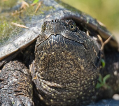 wem-marine-life-animals-snapping-turtle.jpeg