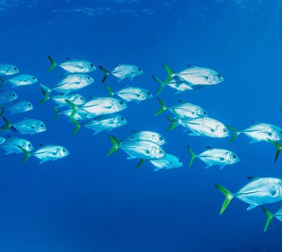 wem-marine-life-animals-crevalle.jpeg