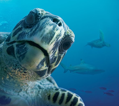 wem-marine-life-education-passport-to-adventure 1.png