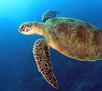 wem-marine-life-animals-green-sea-turtle.jpeg
