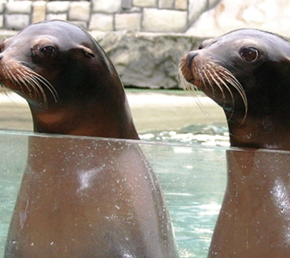 wem-world-marine-life-animals-sea lions.png