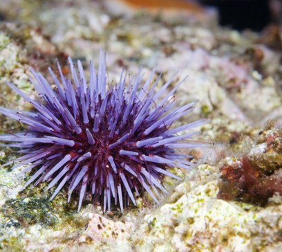 wem-marine-life-animals-purple-urchin.jpeg