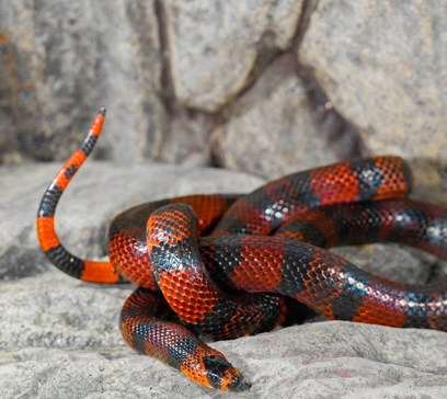 wem-marine-life-animals-milk snake.jpeg