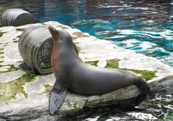 Marine Life - Gallery 2