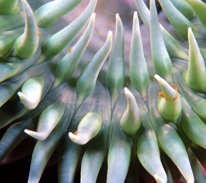 wem-marine-life-animals-green-surf-anemone.jpeg