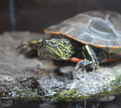 wem-marine-life-animals-paintedturtle.jpeg