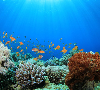wem-marine-life-education-home-sweet-home 1.png