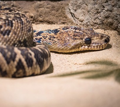 wem-marine-life-animals-cubantreeboa.jpeg