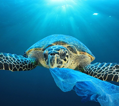 wem-marine-life-education-waste-waters 1.png