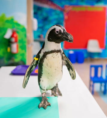 wem-inn-attraction-marine-life.jpg