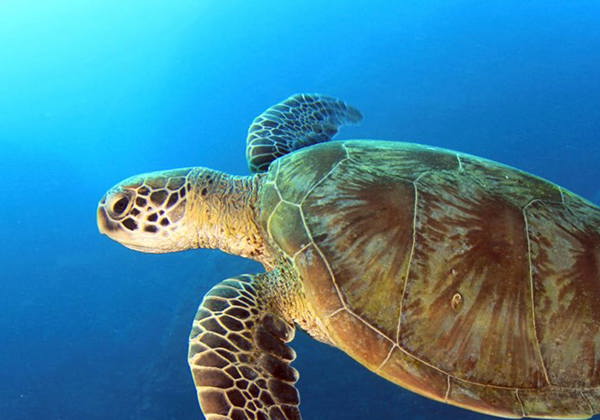 Marine Life - Gallery 4