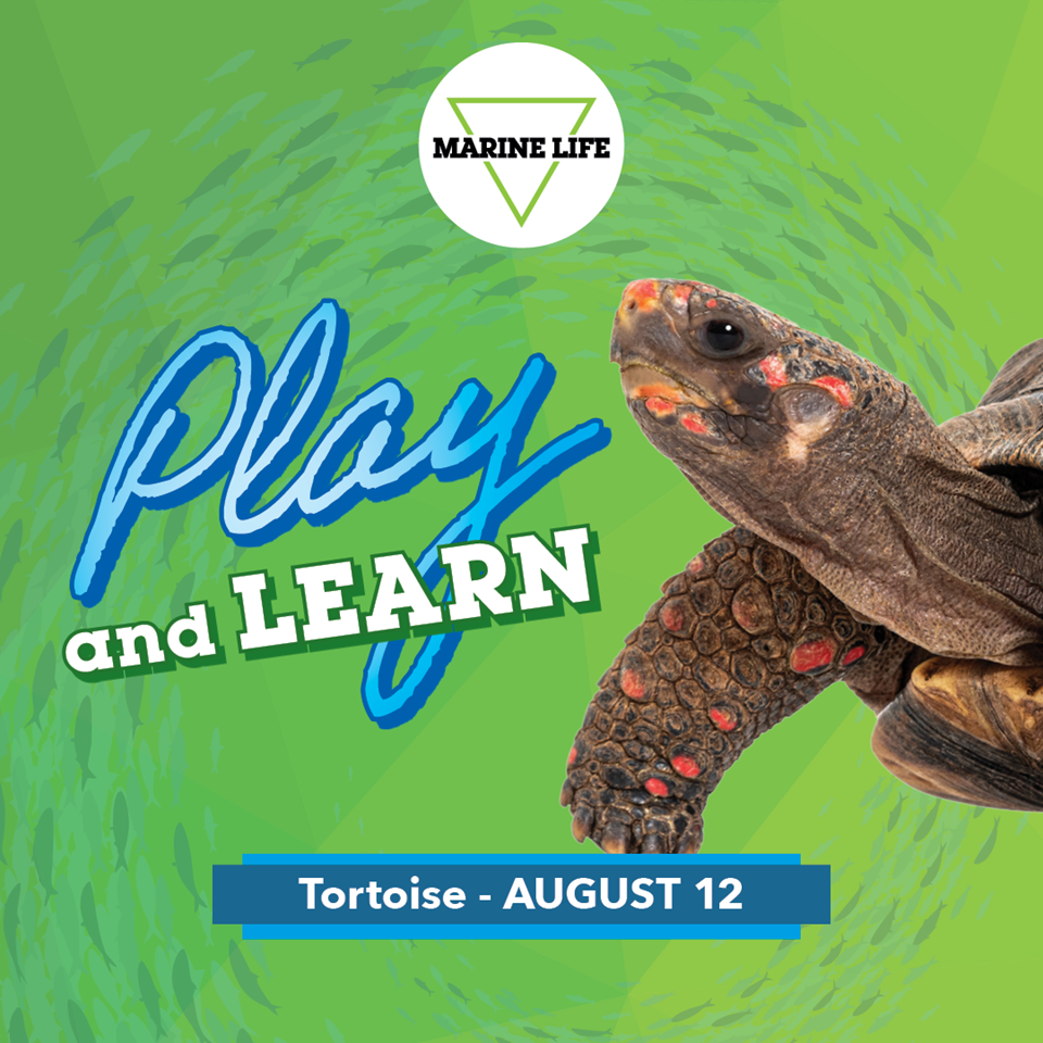 wem-events-wem-attractions-marine-life-2026-play-and-learn-august-tortoise-digital-files-1080x1080-1.png