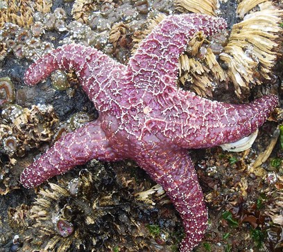 wem-marine-life-animals-ochre-star.jpeg