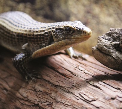 wem-marine-life-animals-african-lizard.jpeg
