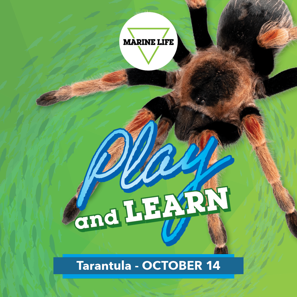 wem-attractions-marine-life-2026-play-and-learn-october-digital-files-tarantula-1080x1080.png