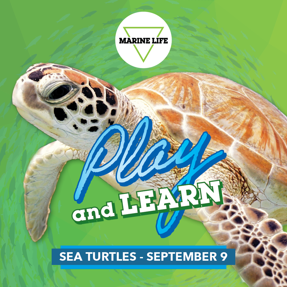 wem-attractions-marine-life-2026-play-and-learn-september-digital-files-seaturtle-1080x1080.png