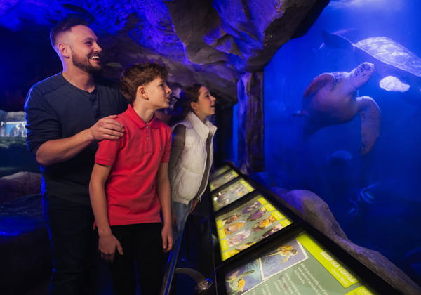 Marine Life - Gallery 1