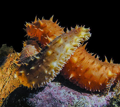 wem-marine-life-education-spineless 1.png