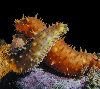 wem-marine-life-animals-california-sea-cucumber.jpeg