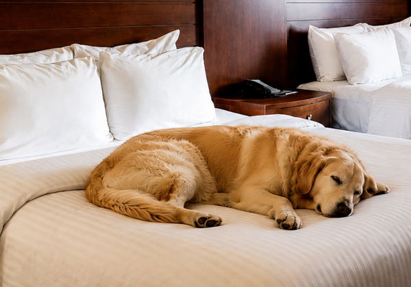 wem-inn-rooms-pet-friendly-hero.jpg