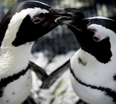 wem-marine-life-animals-penguins.jpeg
