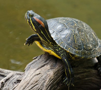 wem-marine-life-animals-red-eared-sliders.jpeg