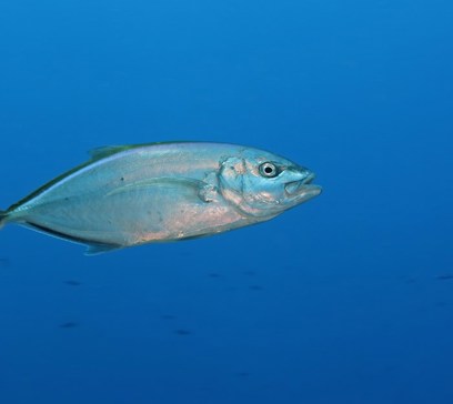 wem-marine-life-animals-bar-jack.jpeg