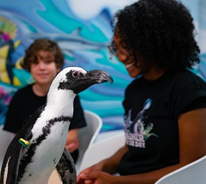 wem-marine-life-education-penguins-affair 1.png