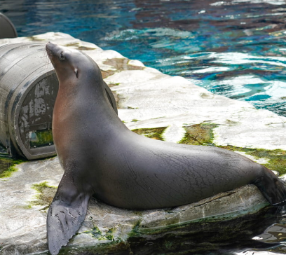 Marine Life