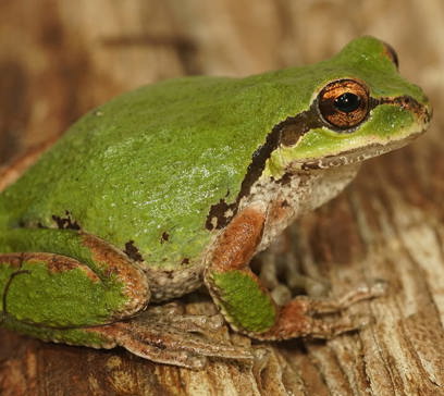 wem-marine-life-animals-pacific-tree-frog.jpg