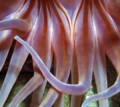 wem-marine-life-animals-sand-rose-anemone.jpeg