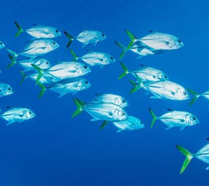wem-marine-life-education-ocean-explorers 1.png