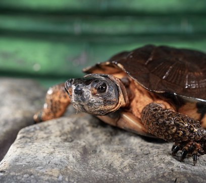 wem-marine-life-animals-woodturtle.jpeg