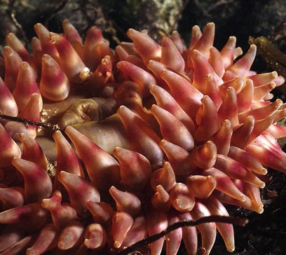 wem-marine-life-animals-fish-eating-anemone.jpeg
