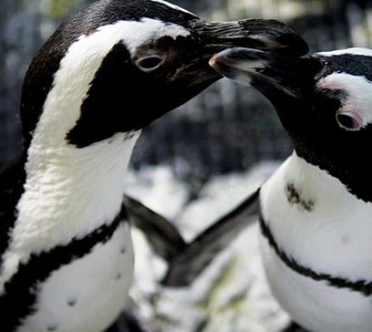 wem-marine-life-education-penguin-personal 1.png