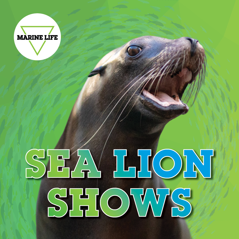 wem-attractions-marine-life-2025-sea-lion-show-digital-files-proof_1080-x-1080.png