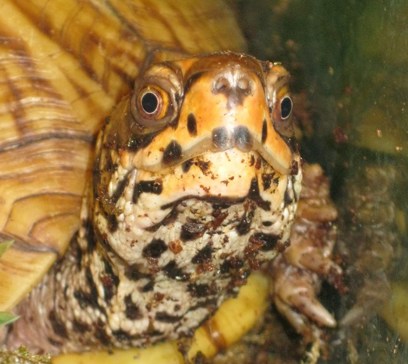wem-marine-life-animals-box-turtle.jpeg (1)