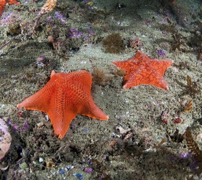 wem-marine-life-animals-bat-star.jpeg