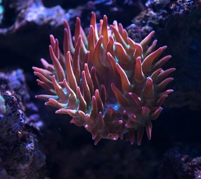 wem-marine-life-animals-pink-tipped-anemone.jpeg