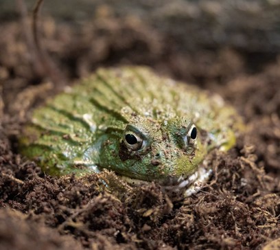 wem-marine-life-animals-africanbullfrog.jpeg