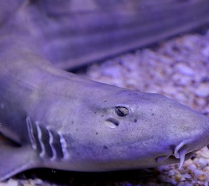 wem-marine-life-animals-white-spotted-bamboo-shark.jpeg