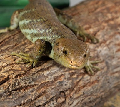 wem-marine-life-animals-solomonislandskink.jpeg