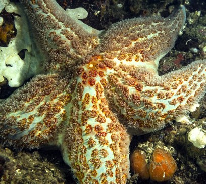 wem-marine-life-animals-leather-star.jpeg