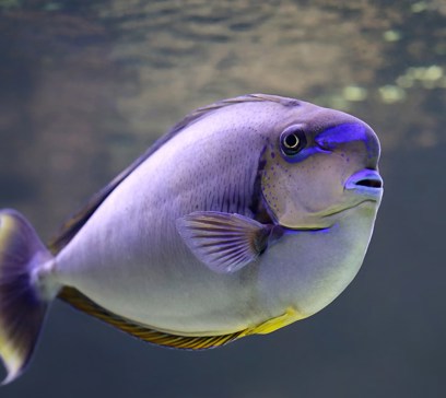 wem-marine-life-animals-vlamingii-tang.jpeg